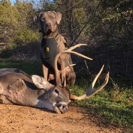 Find Your Shot Deer Faster with the Dog That Can Do It All