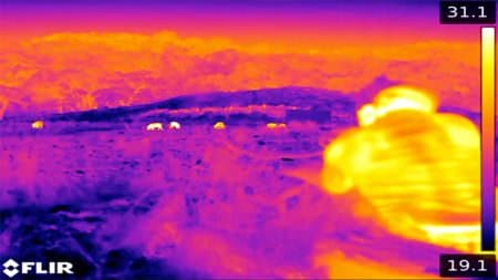 FLIR’s thermal imaging handhelds and weapon sights allow for superior target identification out to several hundred yards. Thermal excels in total darkness, but is equally competent throughout the full range of possible lighting conditions. Photo courtesy of gridironoutdoors.com.