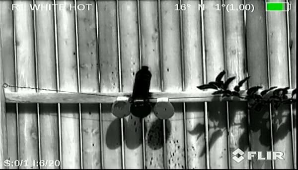 Two ambient temperature water balloons (left and right) with a water balloon and a water bottle (center) that was stored in the refrigerator overnight.