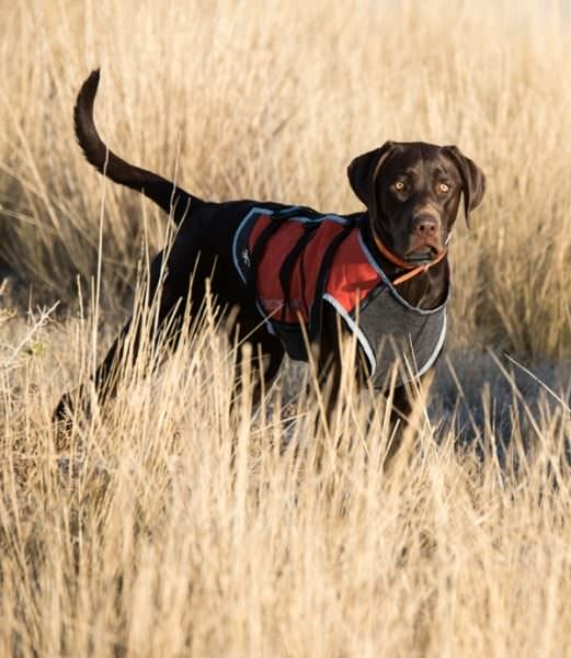 Browning Pet Products Announces Full Coverage Safety Vest for Pets