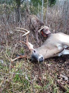 Labs Use Cues to Know What to Hunt