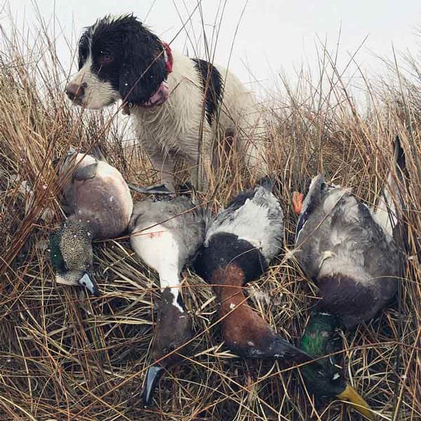 Utah Duck with Waterfowl