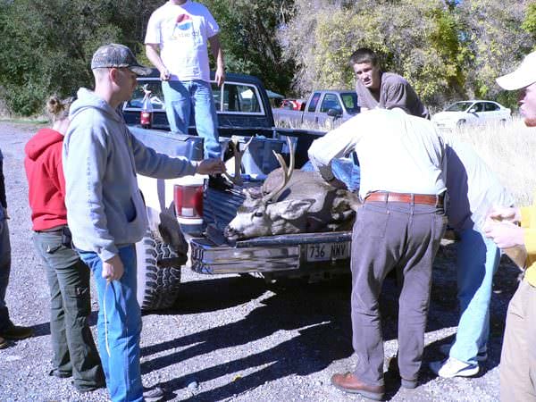 Utah Harvested Deer