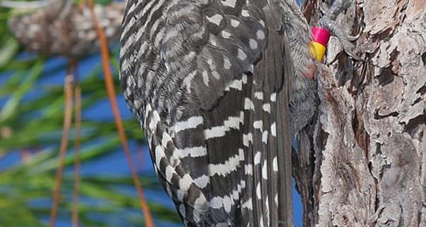 Red-Cockaded Woodpecker