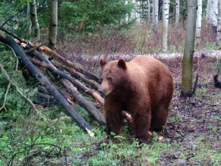 Utah Bear