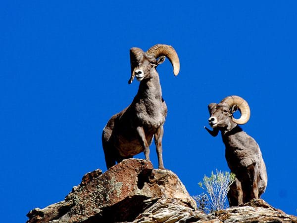 Utah Bighorn Sheep