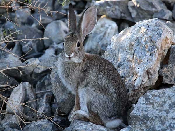 Cottontail