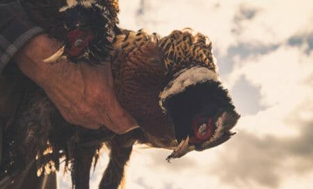 Pheasant Hunting