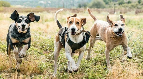 SafeShoot also recently released the Defender, specifically designed for hunting dogs.