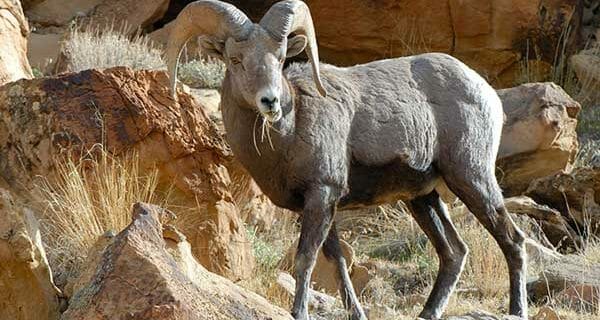 Utah Bighorn Sheep