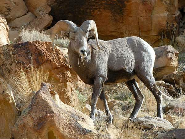 Utah Bighorn Sheep