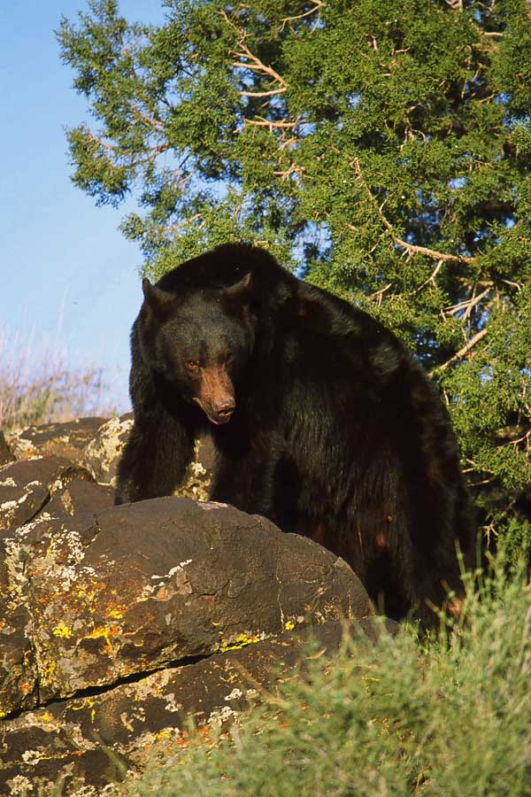 Utah Black Bear
