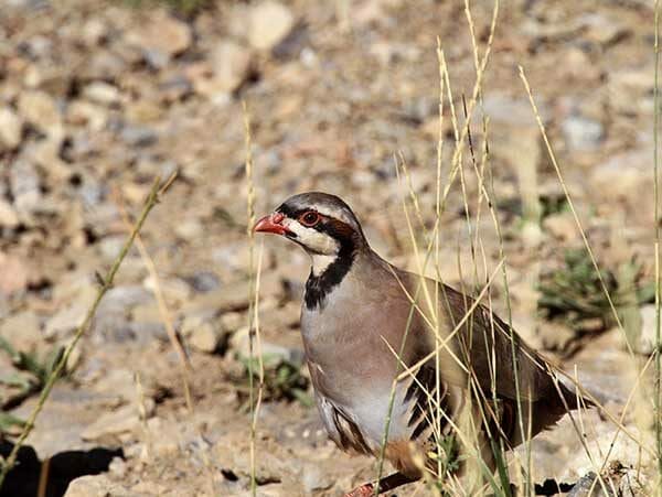 Utah Chukar