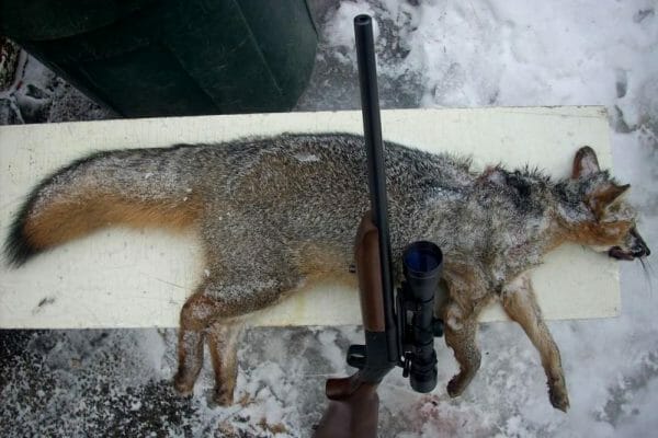 When it comes to fox and your smaller varmints, the .22 Hornet can’t be beat. I have taken grey foxes with little damage, the nicest out at 60 yards in an old H & R single shot with a 45 grain soft point where the fox went to the ground before he knew he had been done in.