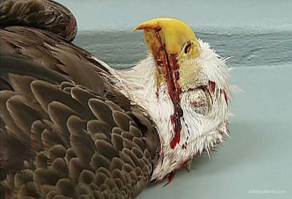Dead Bald Eagle