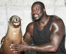 Shaquille O'Neals Shaquille O'Neals