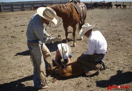 Stockman Knives and Branding Cattle