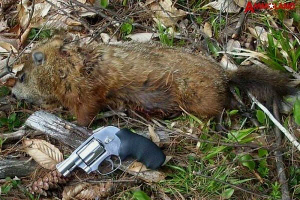 Woodchuck Hunting with a Smith & Wesson Model 649 revolver