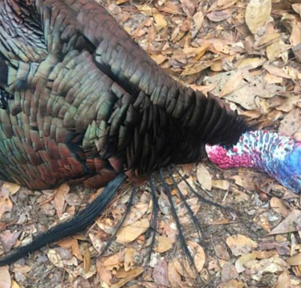 With six beards - the shortest measuring 8.50 inches - inch-plus spurs and tipping the scales at 20 pounds, 6 ounces, Echele's record-breaking turkey has a total NWTF score of 152.3750.