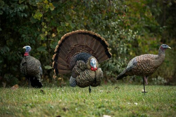 ALL-NEW AVIAN-X TROPHY TOM HELPS CLOSE THE DEAL IN THE FIELD, THEN SERVES AS A BEAUTIFUL AND EFFICIENT REMINDER OF THE HUNT