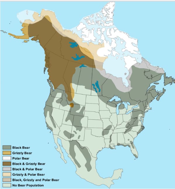 Bear populations in North America