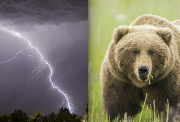 Bears or Lightning: Which is more Deadly?