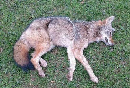 Westchester County NY Coyote Attack & No One Is Prepared