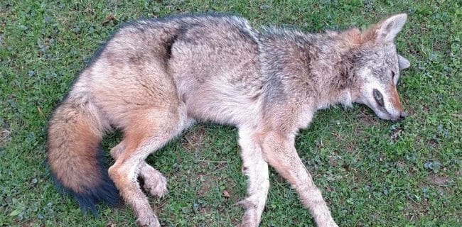 Westchester County NY Coyote Attack & No One Is Prepared