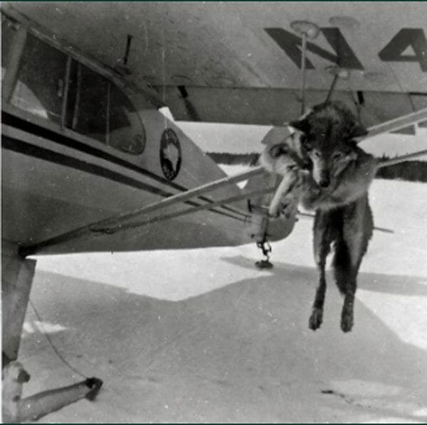 Roy was hunting wolves from the air for bounty in Canada.