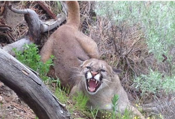 Colorado Runner Kills Mountain Lion with Bare Hands in Self-Defense