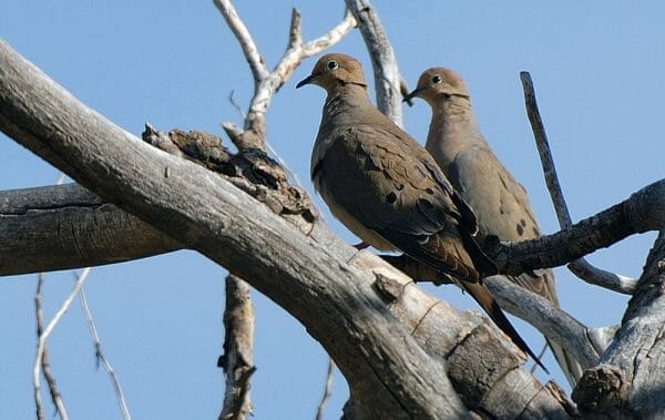 Mourning Doves