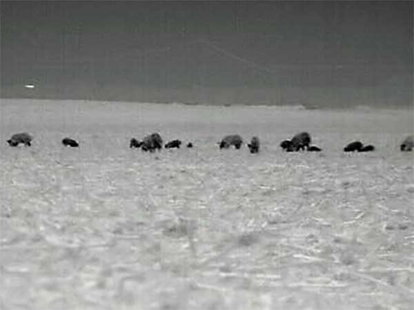 Thermal Hog Hunting