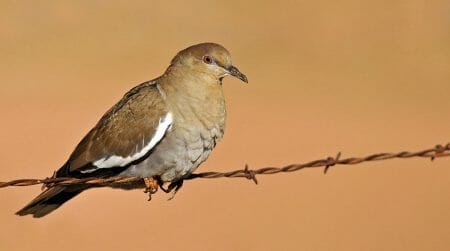 White-winged doves