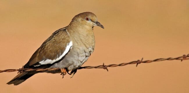 White-winged doves