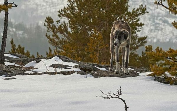 Wolfhound Hunting Dog Aggressive