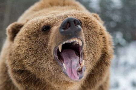 Grizzly bear roaring in forest iStock-Byrdyak 914770576