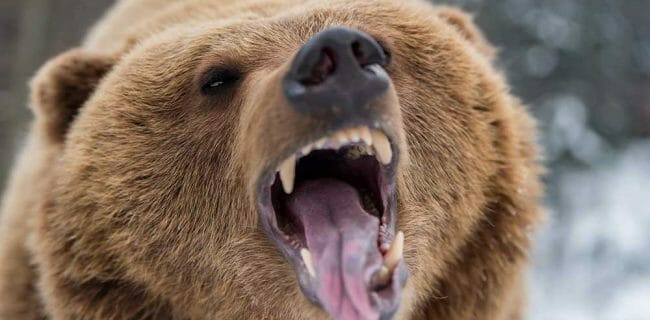 Grizzly bear roaring in forest iStock-Byrdyak 914770576