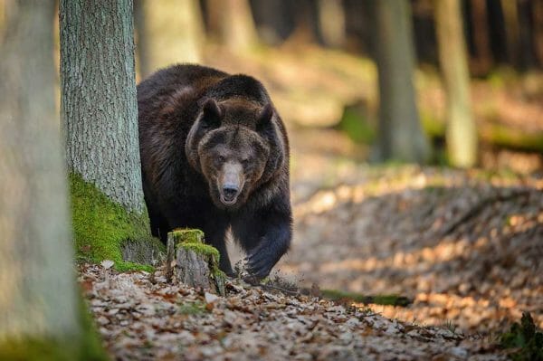 Wyoming Bear Attack Glock had No Round in Chamber, Magazine & Pistol Separated