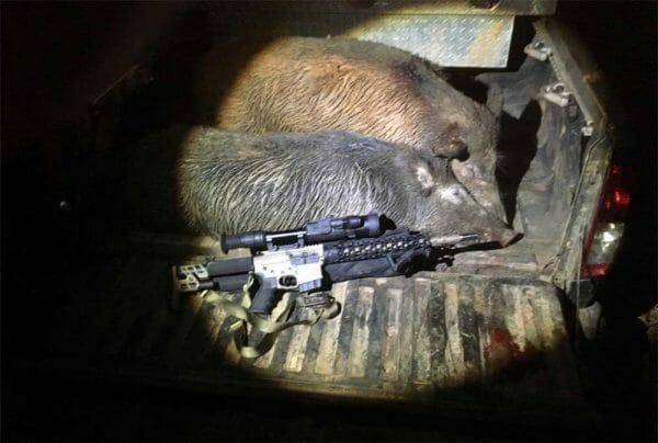 Gene has averaged killing more than 100 wild hogs each year the last two years.