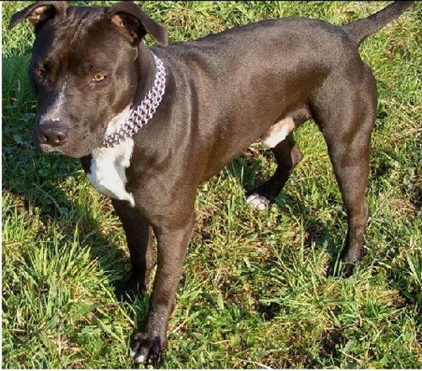 Did Violation of Massachusetts' Gun Storage Law Save Man from Pit Bull Attack? Did Violation of Massachusetts' Gun Storage Law Save Man from Pit Bull Attack?