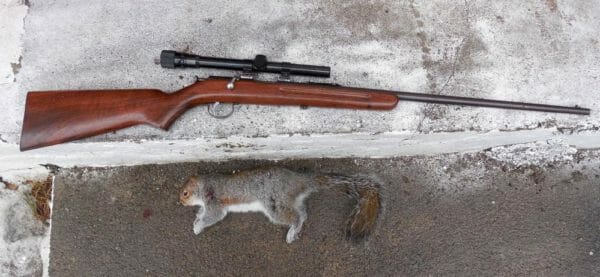 Remington Model 33 Rifle and a Grey Squirrel