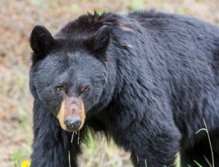 Man Shoots Bear who Pursued Him up Tree in Washington Black-Bear iStock-648818154