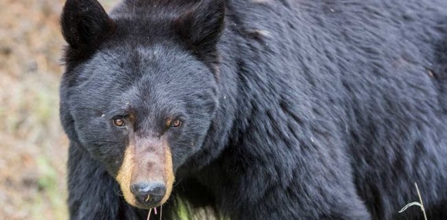 Man Shoots Bear who Pursued Him up Tree in Washington Black-Bear iStock-648818154