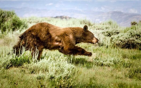 New Bear Utah Hunts Approved for 2019