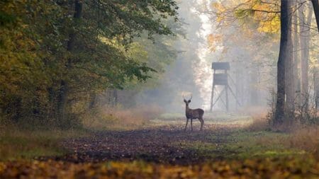 Deer Buck Sunday Hunting