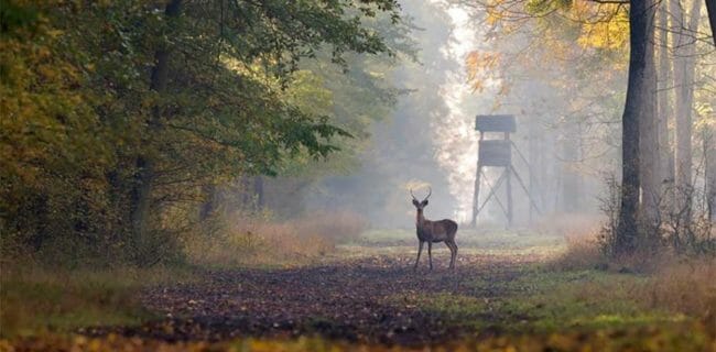 Deer Buck Sunday Hunting
