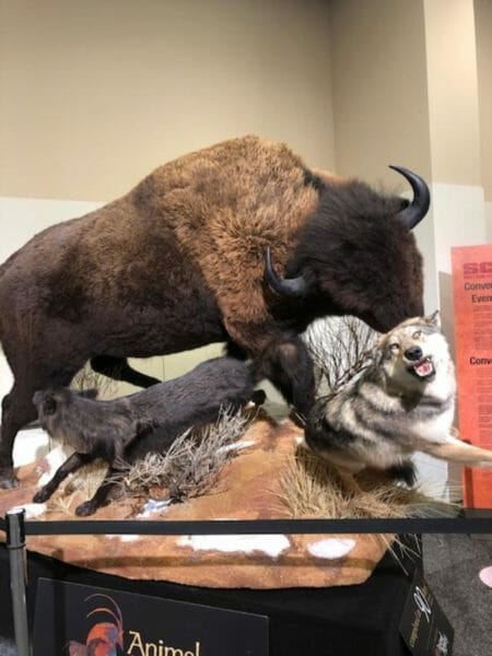 Taxidermy on display at SCI Convention: Bison and wolves