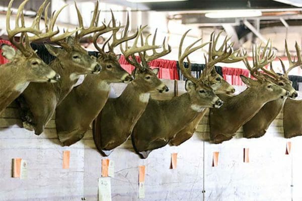 Deer Head Line Up