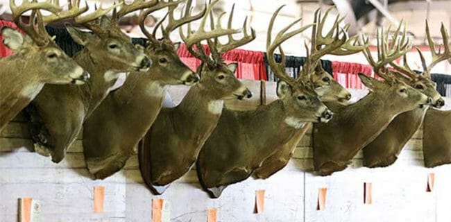 Deer Head Line Up