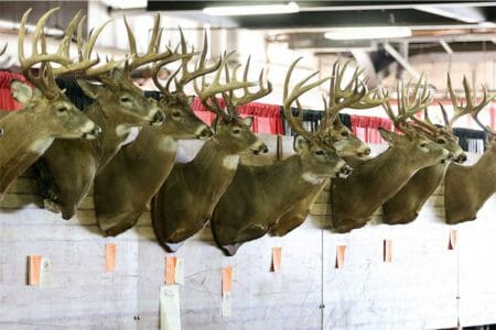 Record Whitetail Deer Line Up